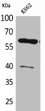 CYP11A1 Antibody