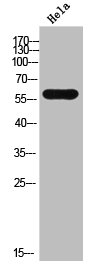 CYP11A1 Antibody
