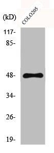 CYP11B1 antibody