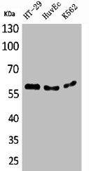 CYP11B1 Antibody