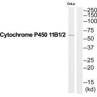 CYP11B1 antibody