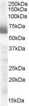 Goat anti-CYP17A1 Antibody