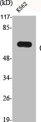CYP19A1 Antibody