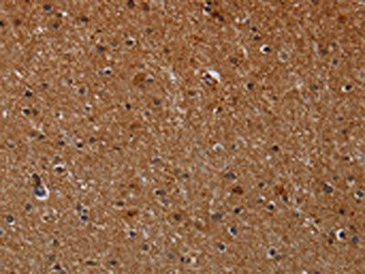 CYP1A2 Antibody