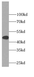 CYP1A2-Specific antibody