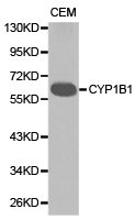 CYP1B1 antibody