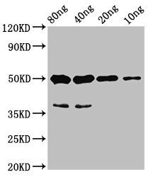 cyp26b1 Antibody