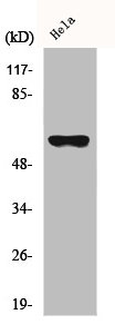 CYP27A1 Antibody