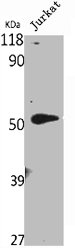 CYP27B1 antibody