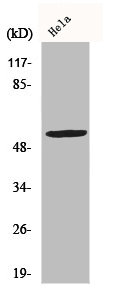 CYP2A13 Antibody