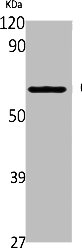 CYP2A6 antibody