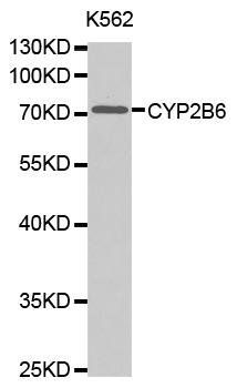 CYP2B6 antibody