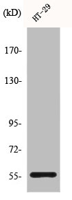 CYP2B6 Antibody