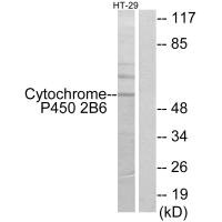 CYP2B6 antibody