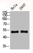 CYP2C19 antibody