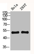 CYP2C19 Antibody