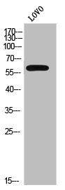 CYP2C8/CYP2C9/CYP2C18/CYP2C19 Antibody