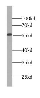 CYP2D6 antibody