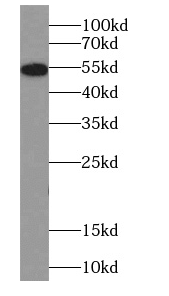 CYP2E1-Specific antibody