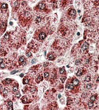Goat anti-CYP2E1 Antibody
