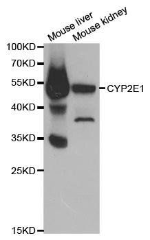 CYP2E1 antibody