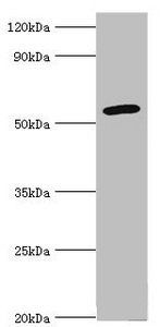 CYP2F1 Antibody