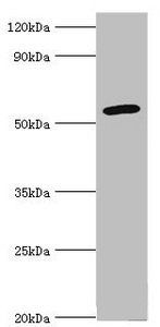 CYP2F1 antibody