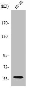 CYP2J2 Antibody