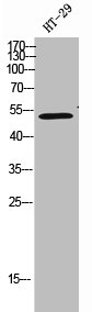 CYP2R1 Antibody
