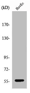 CYP2S1 Antibody