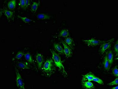 CYP2U1 antibody