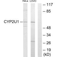 CYP2U1 antibody