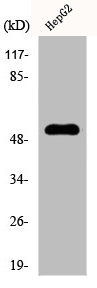 CYP2W1 antibody