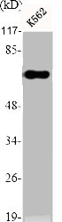 CYP39A1 Antibody
