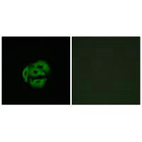 CYP39A1 Antibody