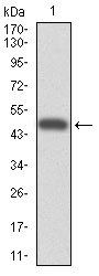 CYP3A4 antibody