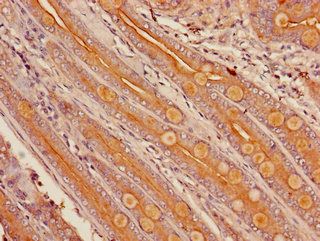 CYP3A4 Antibody