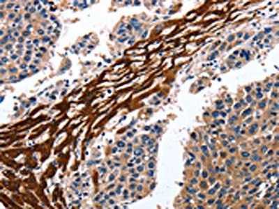 CYP3A4 antibody