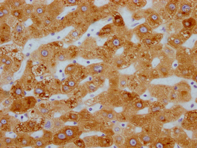 CYP3A4 Recombinant Monoclonal Antibody