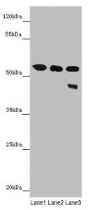 CYP3A43 Antibody