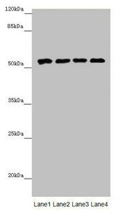 CYP3A43 antibody