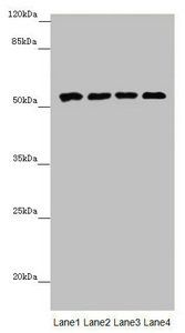 CYP3A43 Antibody