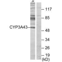 CYP3A43 antibody