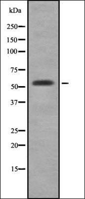 CYP3A5 antibody
