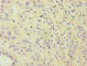 CYP3A5 Antibody