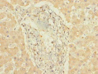 CYP3A7 Antibody