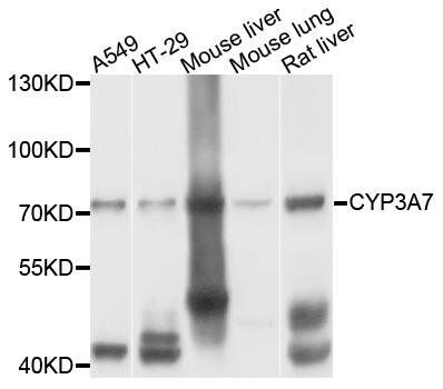 CYP3A7 antibody