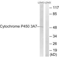 CYP3A7 antibody