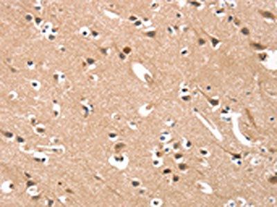 CYP46A1 Antibody