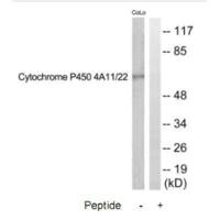 CYP4A11 antibody
